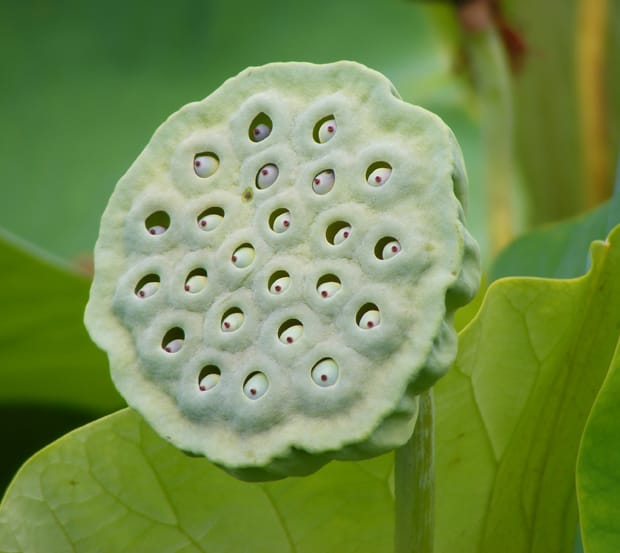 Organismos gigantes, genomas gigantes…