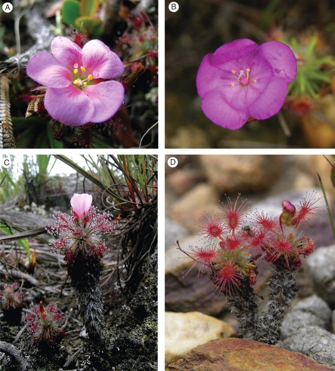 Drosera meristocaulis est-elle la plante carnivore qui marchait ?