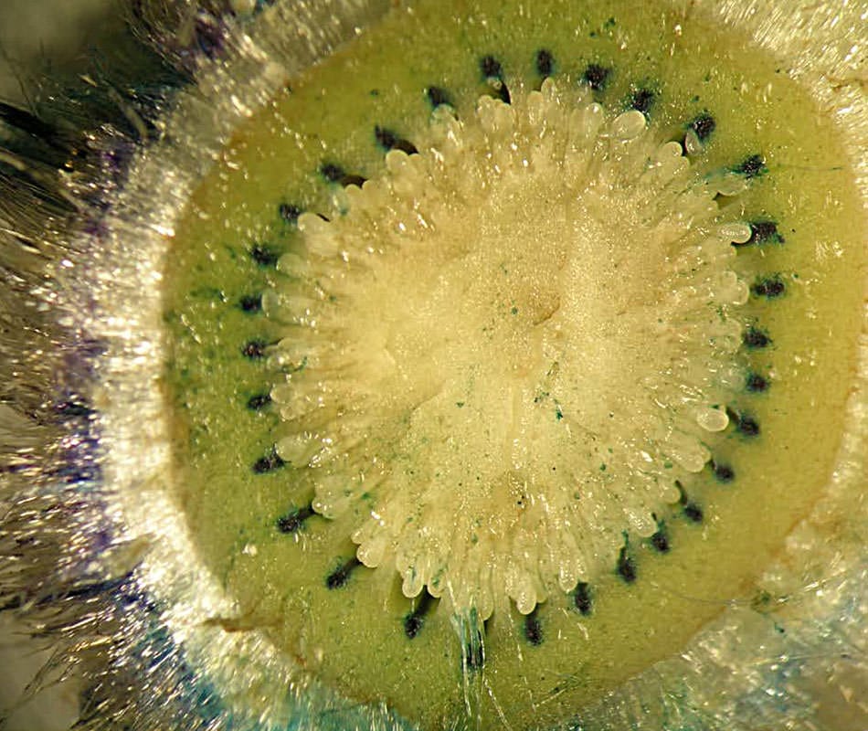 Dentro del kiwi para la imagen de portada de julio