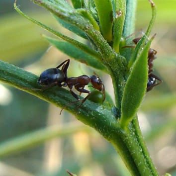 Destacado sobre diversidad, ecología y evolución de nectarios extraflorales