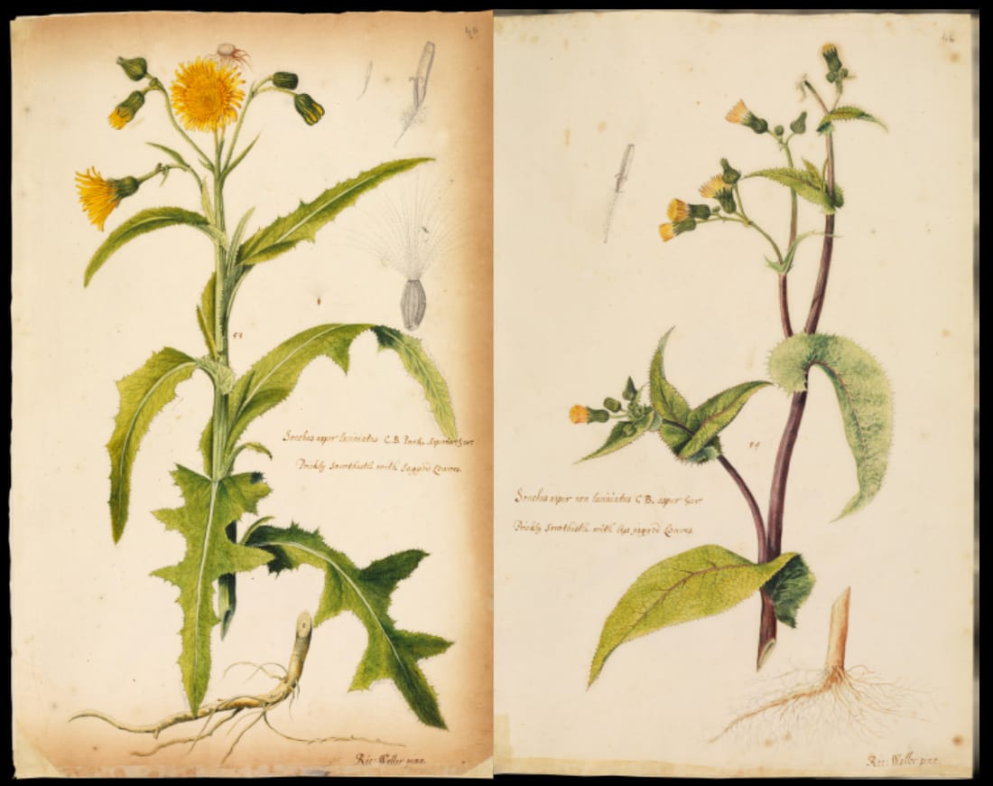 Los orígenes científicos del juego Dictator/Sitcom Character