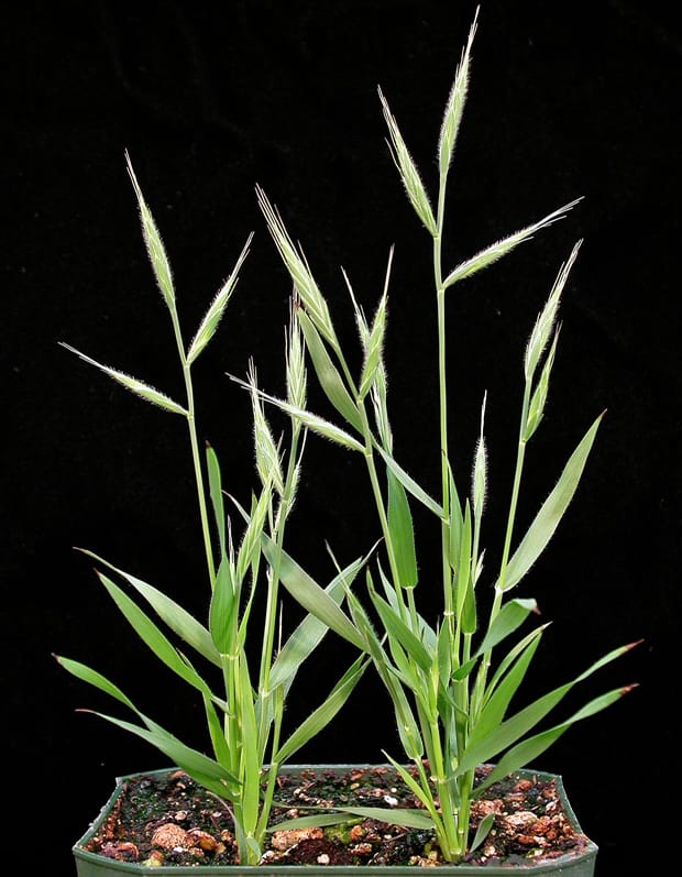 Brachypodium NO es Arabidopsis (!)