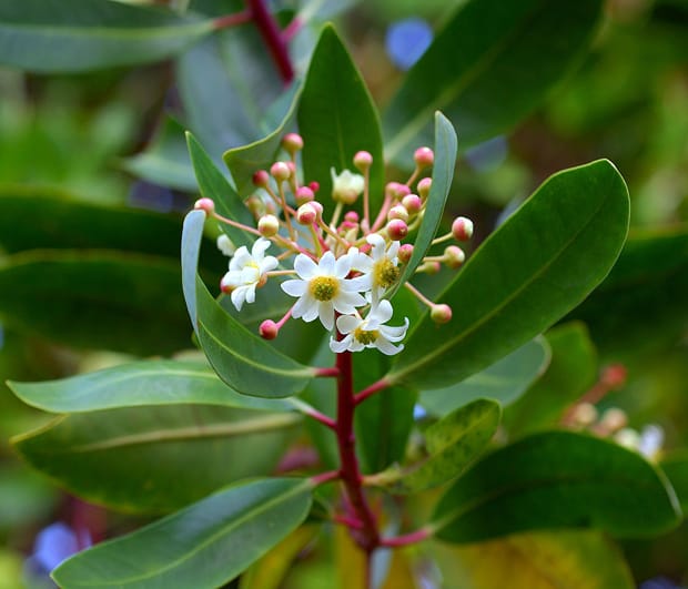 Del suelo a las raíces, del tallo a la atmósfera...