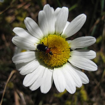 Poliploidía en Leucanthemum en la Península Ibérica
