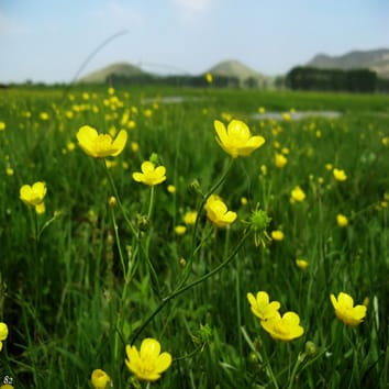 Warming and nitrogen effects on plant phenology