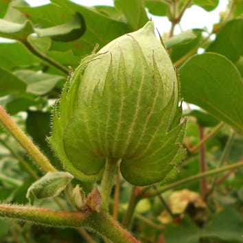 Adaptation of cotton bracts to high CO2