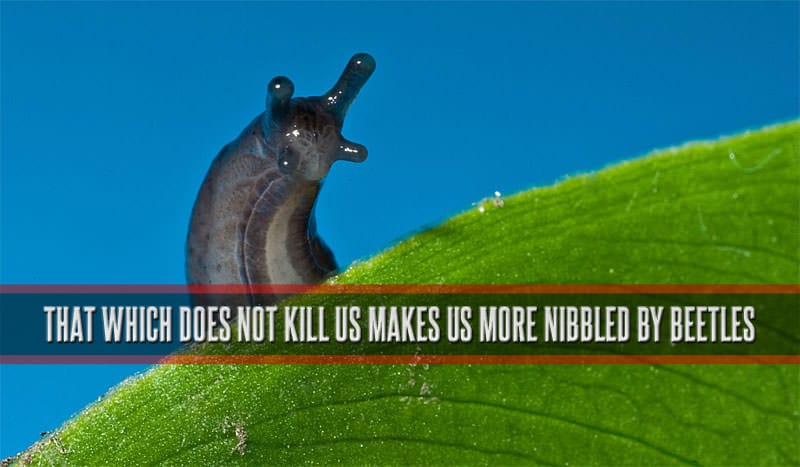 That which does not kill us makes us more nibbled by beetles.
