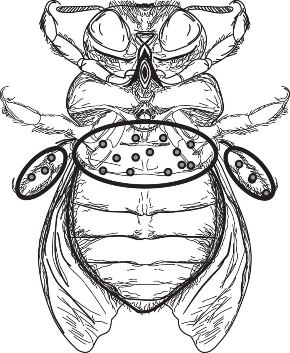 Where does pollen end up on a bee?