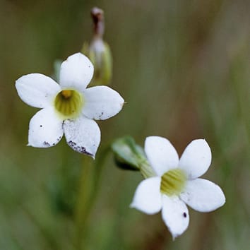 Variation and evolution of herkogamy in Exochaenium