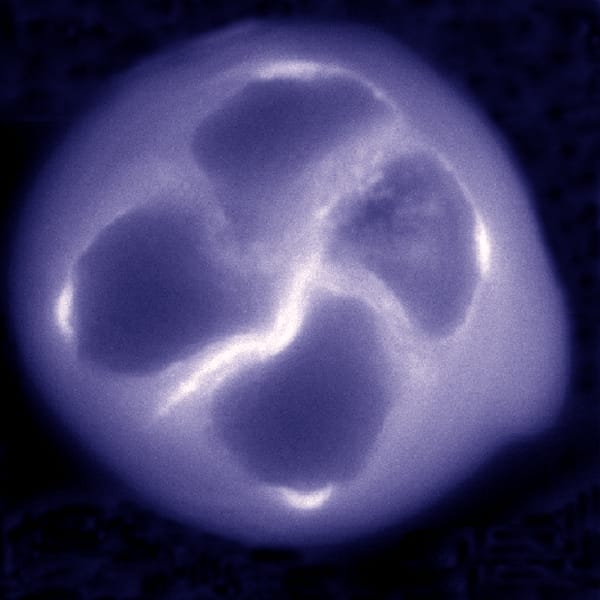 Microsporogenèse des grains de pollen monosulcatés chez les monocotylédones