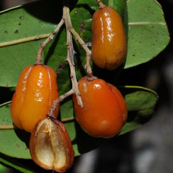 Biogéographie des lignées sapindacées