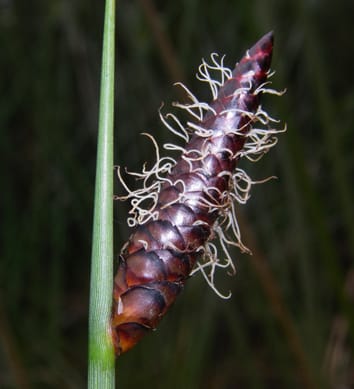 Floral ontogeny and gene protein localization in mapaniid sedges
