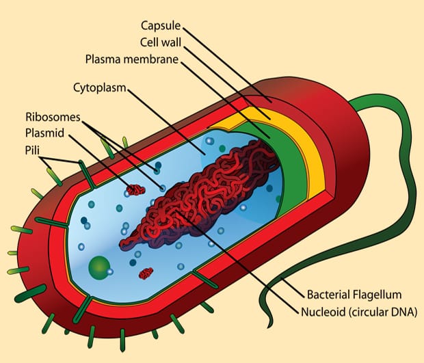 Les chloroplastes ont quel âge ???