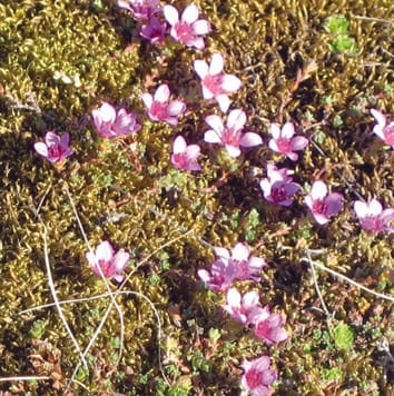Génétique des populations de saxifrage pourpre (Saxifraga oppositifolia L.) dans l'archipel arctique du Svalbard