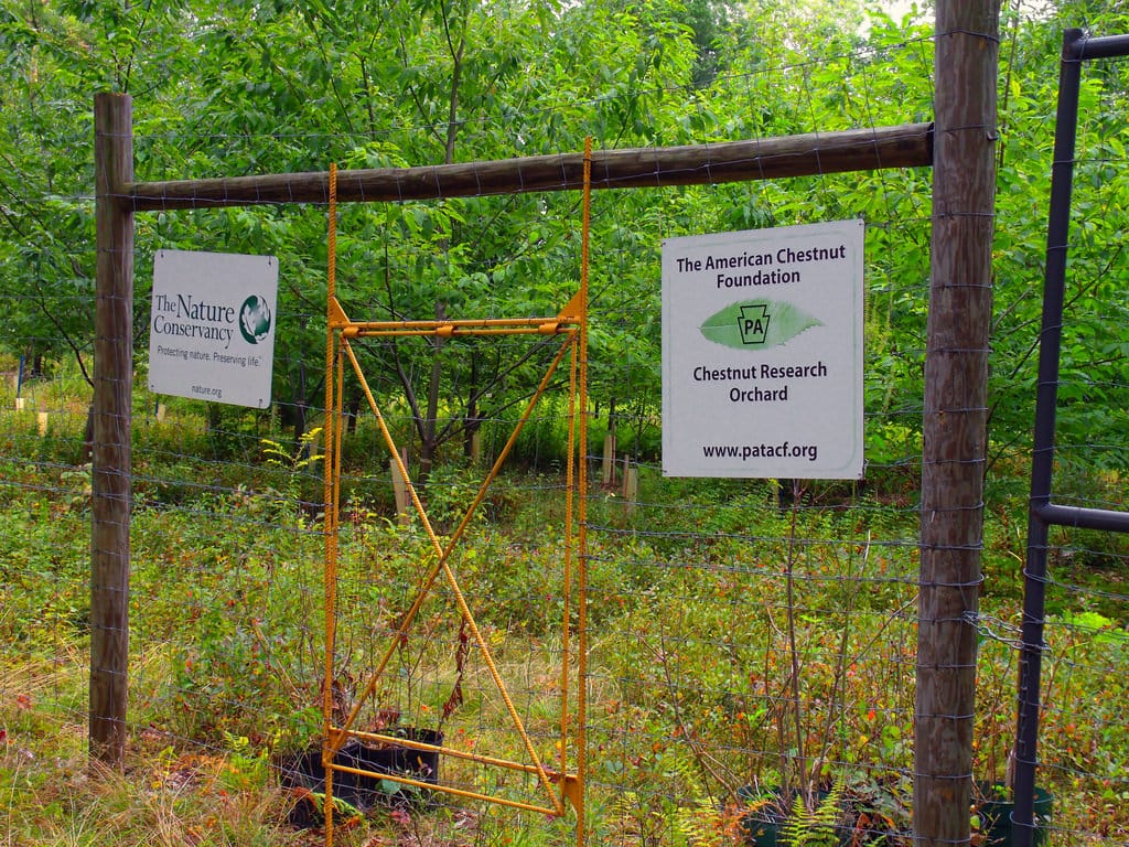 The American Chestnut Returns?