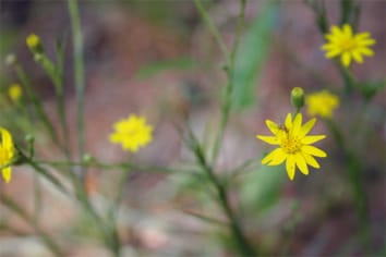 Efectos de la densidad y el fuego en las tasas vitales y el crecimiento de la población de un Goldenaster perenne