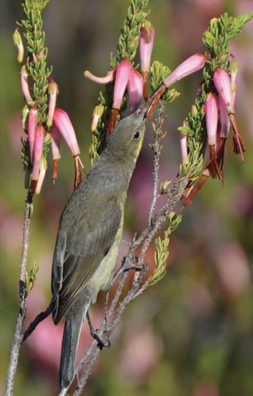 Les pollinisateurs sont-ils le moteur de l'évolution des fleurs ?