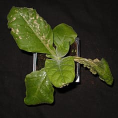 Cytokinins can trigger hypersensitive-like responses