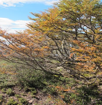 Carbon budgets in deciduous and evergreen treeline species