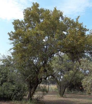Carbohydrate storage and allometric partitioning in juvenile trees