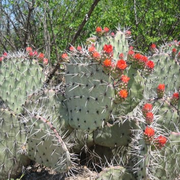 Programmed cell death drives male sterility in Opuntia
