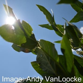 Leaf hydraulic conductance at elevated [CO2] and temperature