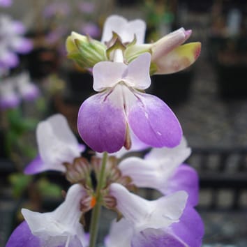Longévité florale et autonomie à Collinsia