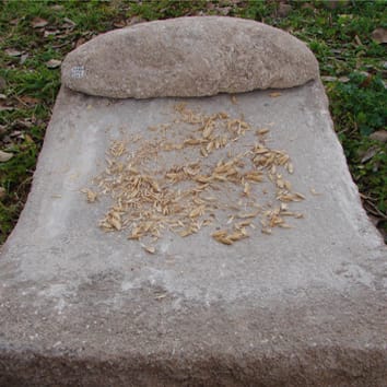 Threshing efficiency and domestication of emmer wheat