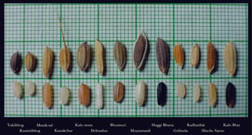 Los caracteres fenotípicos de las razas locales de arroz revelan linajes independientes de arroz índica aromático de grano corto