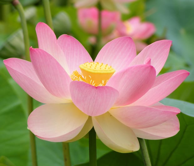 Un nouvel effet lotus..?