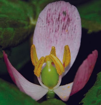La escasez de polinizadores impulsa el cambio a la autofecundación tardía en la manzana maya del Himalaya Podophyllum hexandrum (Berberidaceae)