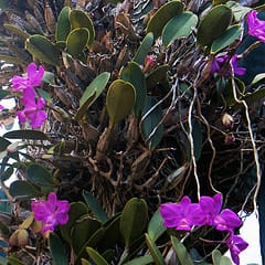 Faire découvrir les plantes aux enfants