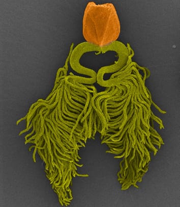 Apomixis à Paspalum (Revue)