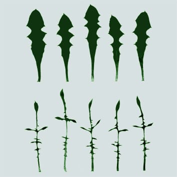 Système d'accouplement et potentiel adaptatif pour la morphologie des feuilles