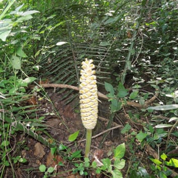 Polinización Push-Pull