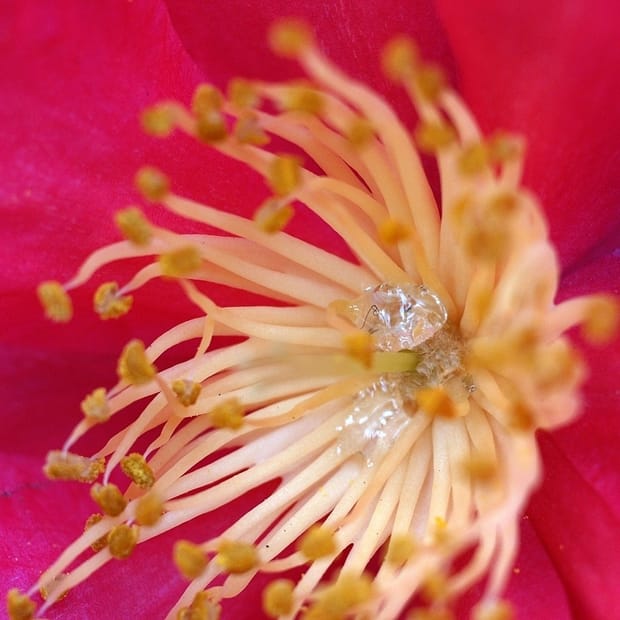 Fotosíntesis no foliar