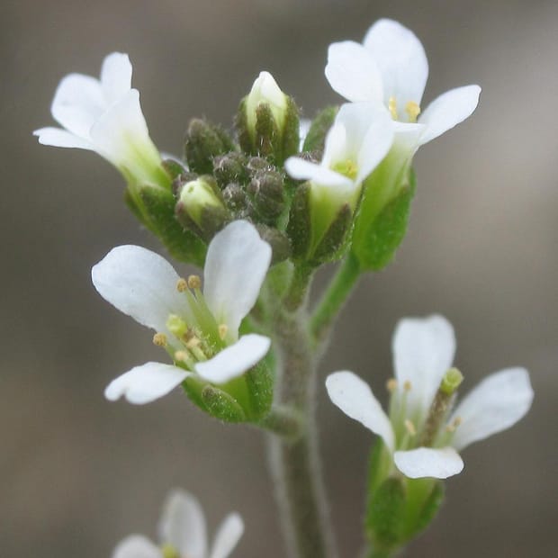 Celebrando la ciencia básica de las plantas