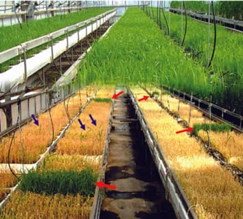 Flujo de genes mediado por polen directo e inverso entre el arroz transgénico y la maleza de arroz rojo
