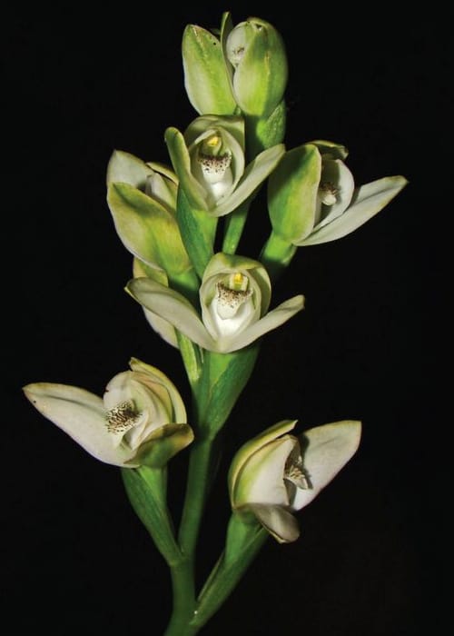 Chloraea membranacea, an orchid with a sweet smell and no reward