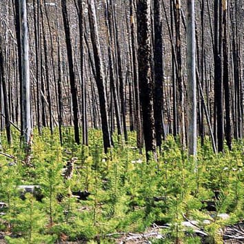 Preferencia de fuentes de N en las plantas (Viewpoint)