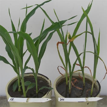 Flooding tolerance in interspecific introgression lines in <i>Zea</i>