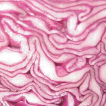 Toxicidad del selenio en las plantas (Resumen botánico)