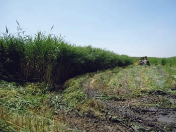 Gestion de Phragmites australis aux États-Unis : 40 ans de méthodes et de résultats