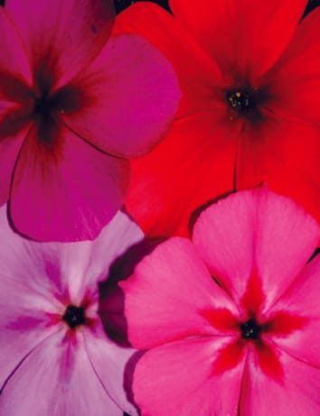 Identificación de los genes subyacentes a los rasgos cuantitativos: una justificación para el programa QTN