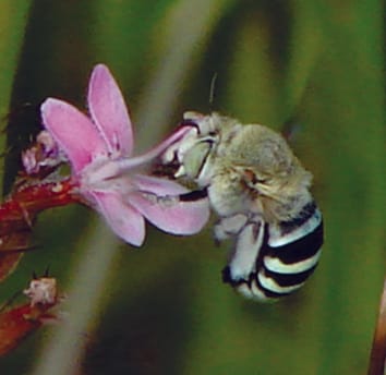 Especialización floral y diversidad de angiospermas: divergencia fenotípica, compensaciones de aptitud y precisión de polinización realizada