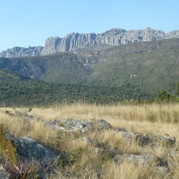 Phylogénomique et taxonomie d'une lignée isolée de panicoïdes