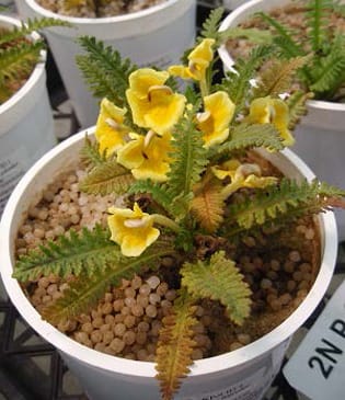 Los requerimientos de nutrientes difieren en dos especies hemiparásitas simpátricas