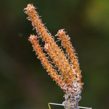 Duración de la elongación del brote en pino silvestre