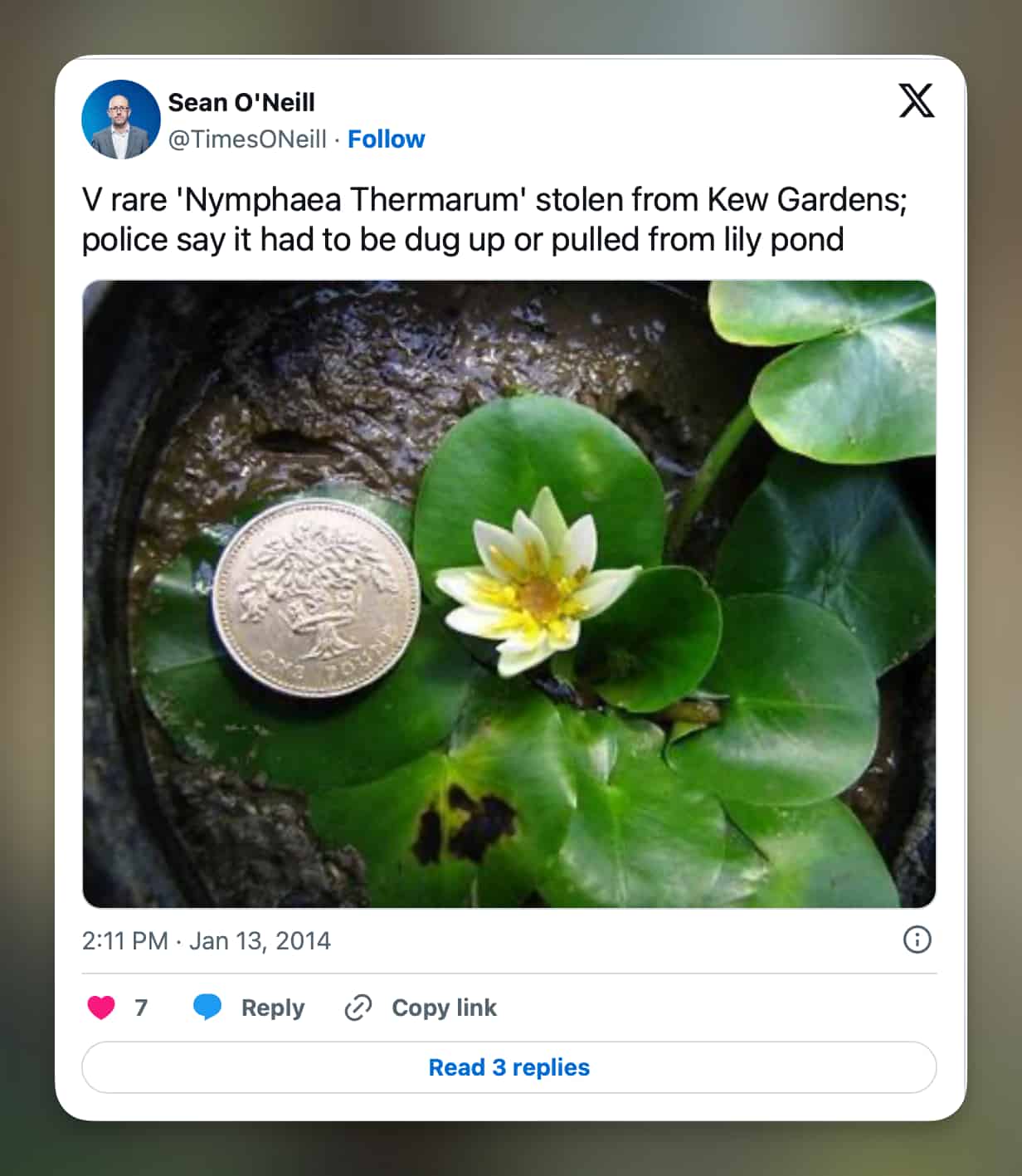 Un tweet de Sean O'Neill du Times. On peut y lire&nbsp;: «&nbsp;Nymphaea Thermarum&nbsp;» extrêmement rare volé aux jardins botaniques royaux de Kew&nbsp;; la police affirme qu'il a dû être déterré ou retiré d'un bassin aux nénuphars.&nbsp;»