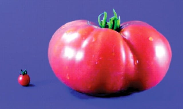 Les tomates sont-elles naturellement non naturelles?